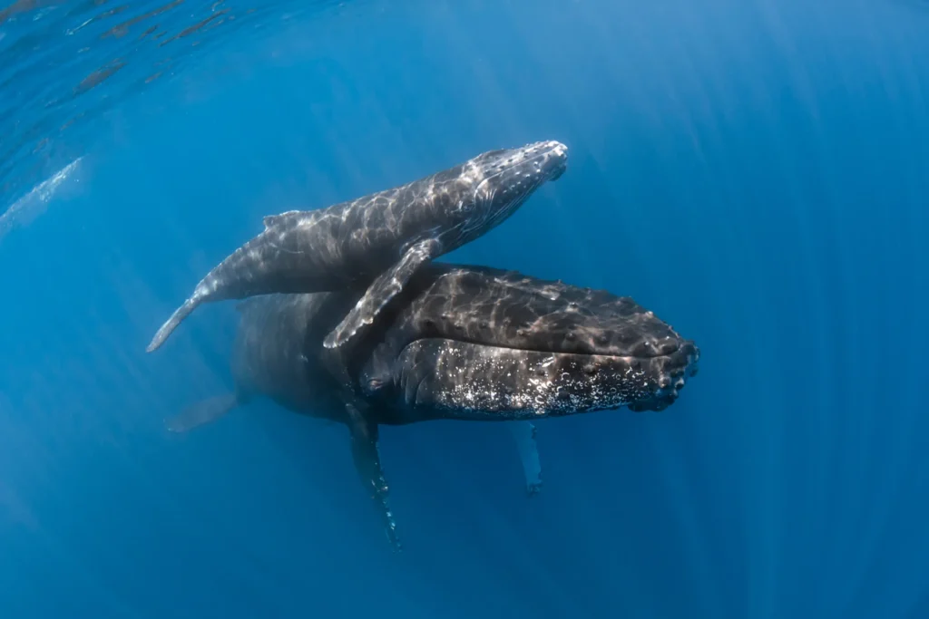 Ballenas madre e hija